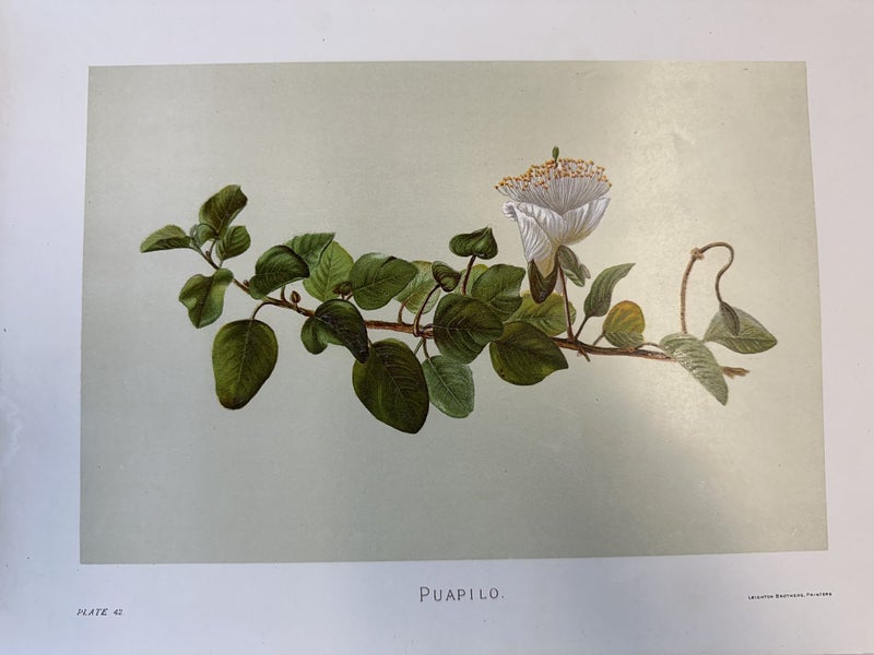 Plate 42, 1885 chromolithograph from INDIGENOUS FLOWERS OF THE HAWAIIAN ISLANDS Carousel 1