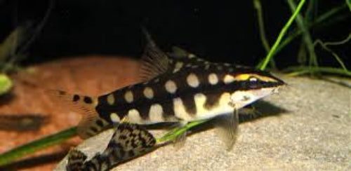 Dwarf Chain Loach (Ambastaia sidthimunki) Carousel 1