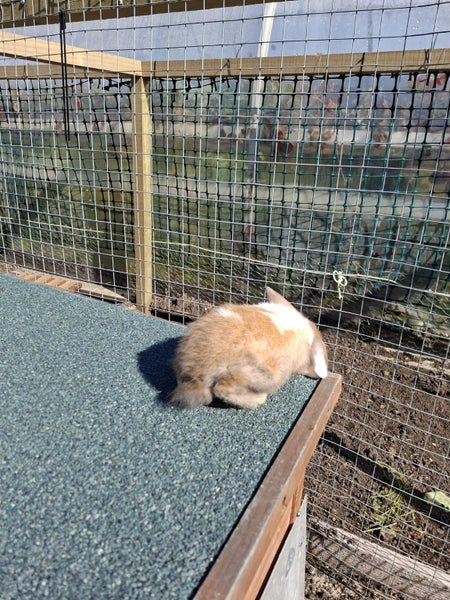 Very cute looking Minilop Rabbit Carousel 5