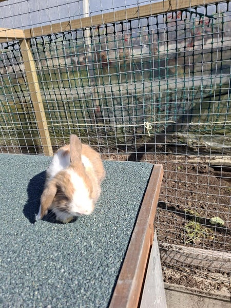 Very cute looking Minilop Rabbit Carousel 2