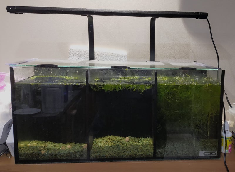 Betta Trio Tank Carousel 1