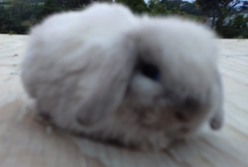 Baby Rabbits - Cute & Attractive Carousel 2