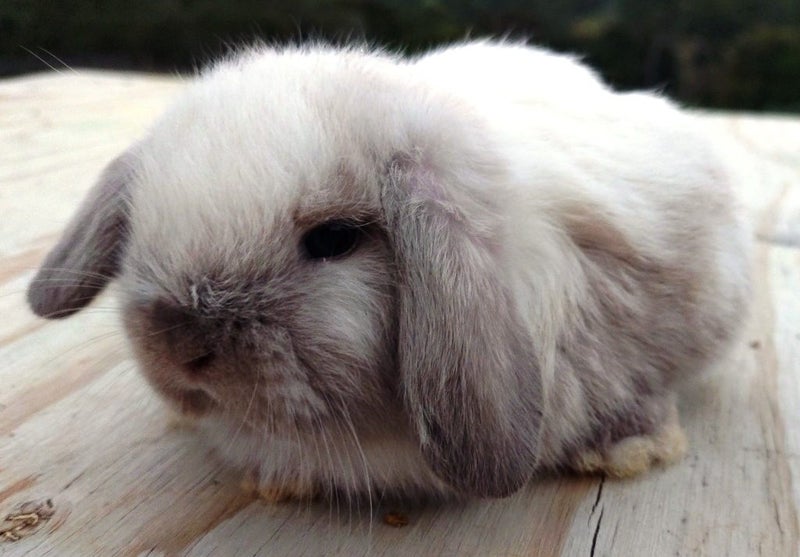 Baby Rabbits - Cute & Attractive Carousel 1