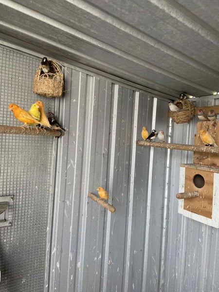 Canaries and Zebra finch Carousel 2