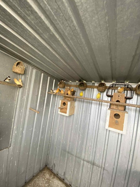 Canaries and Zebra finch Carousel 5