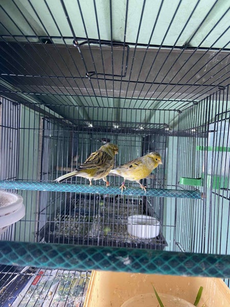 Canaries and Zebra finch Carousel 1