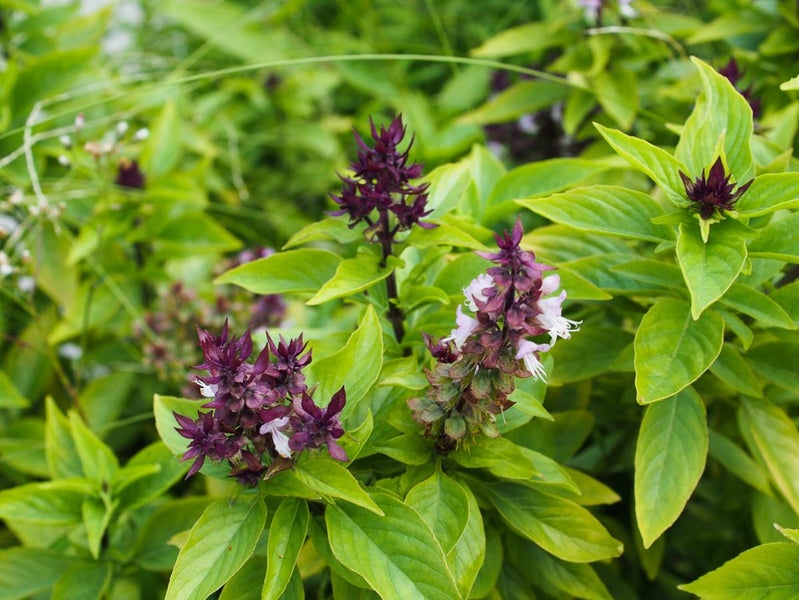 BASIL "Thai" seed x 50 ~ Herb; Gourmet Garden, Containers, Cut & Dried Leaves Carousel 1