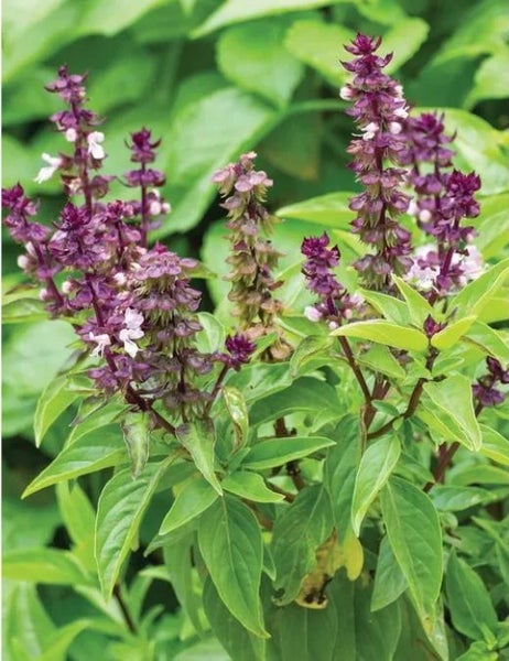 BASIL "Thai" seed x 50 ~ Herb; Gourmet Garden, Containers, Cut & Dried Leaves Carousel 2