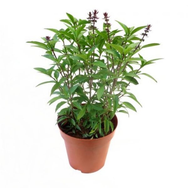 BASIL "Thai" seed x 50 ~ Herb; Gourmet Garden, Containers, Cut & Dried Leaves Carousel 4