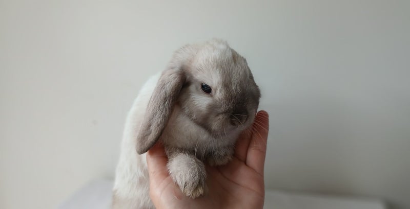 Purebred Mini Lop Baby Bunnies. Miniature Lops Available Carousel 2