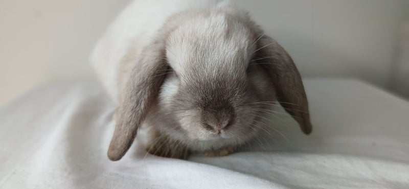 Purebred Mini Lop Baby Bunnies. Miniature Lops Available Carousel 1