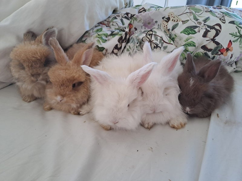 Angora rabbit kits Carousel 2
