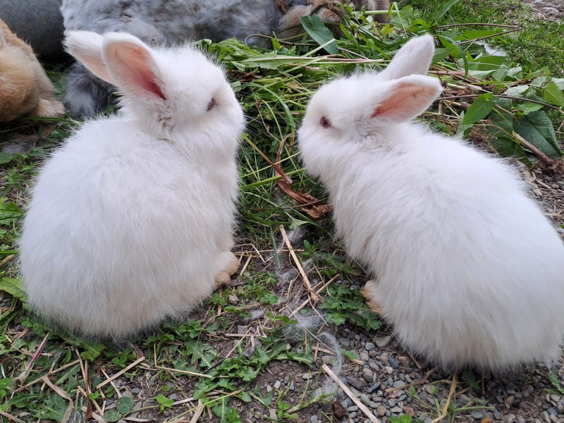 Angora rabbit kits Carousel 7