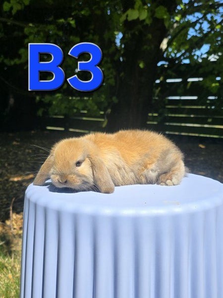 Mini Lop Kits Carousel 5