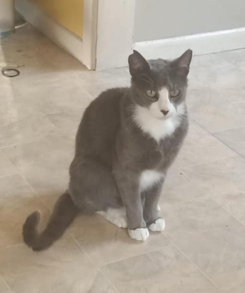 Lost cat - MISTER E - grey & white male Carousel 1