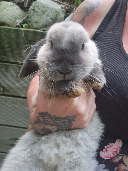 minilop bunnies Carousel 2