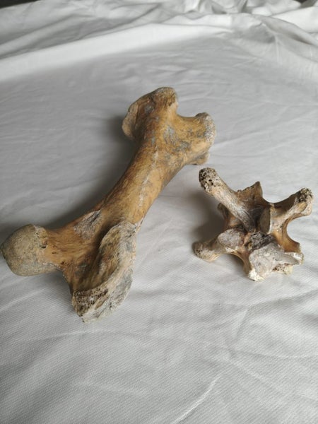 Moa Bones - $1 Reserve Carousel 1