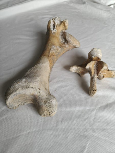 Moa Bones - $1 Reserve Carousel 2