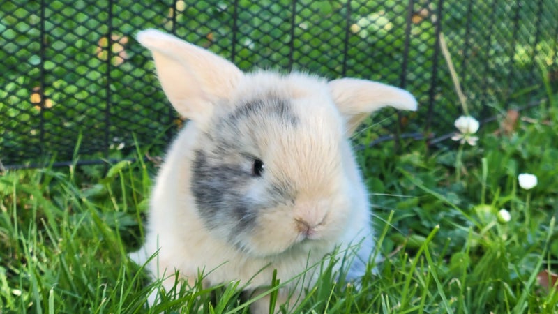 Beautiful mini lop babies Carousel 2