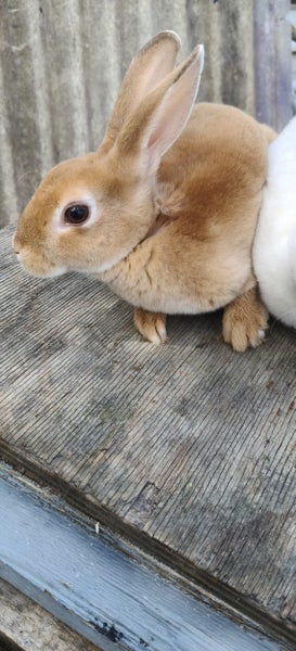 Minirex x Carousel 1