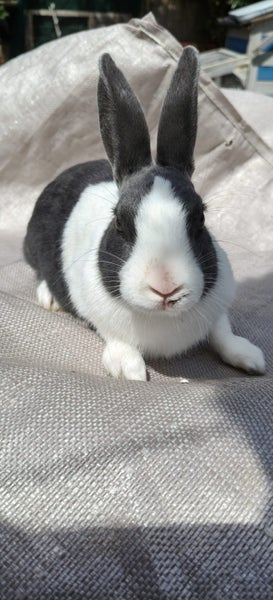 Dutch kits Carousel 3