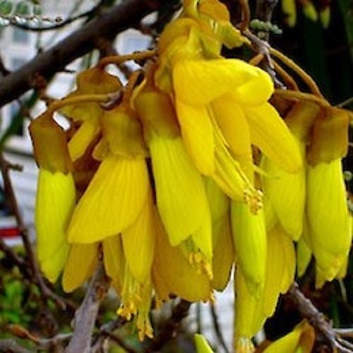 South Island Kowhai weeping kowhai Sophora microphylla seeds Carousel 1
