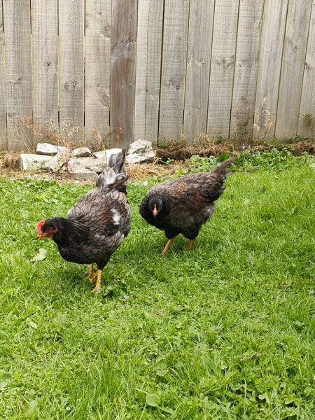 Barnevelder pair chickens Carousel 1
