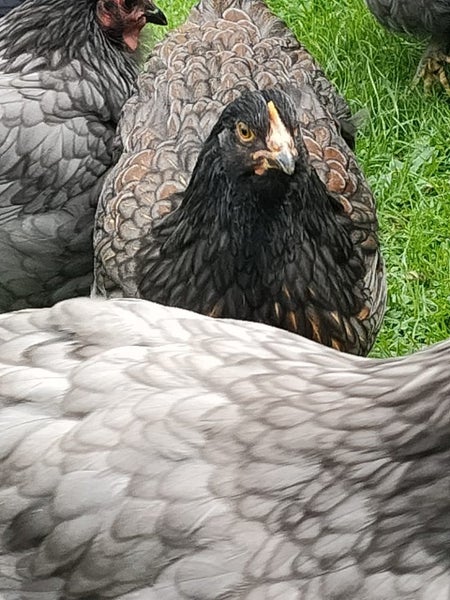 Barnevelder pair chickens Carousel 4