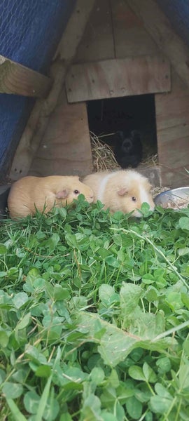 Guinea Pigs Carousel 1