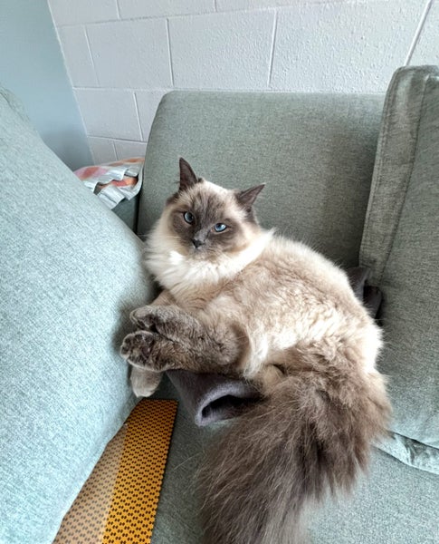 Missing Grey White Ragdoll Cat Carousel 1
