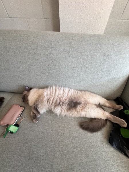 Missing Grey White Ragdoll Cat Carousel 4