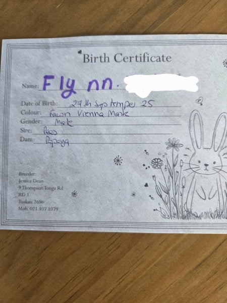 Awesome blue eyed minilop + House Carousel 2