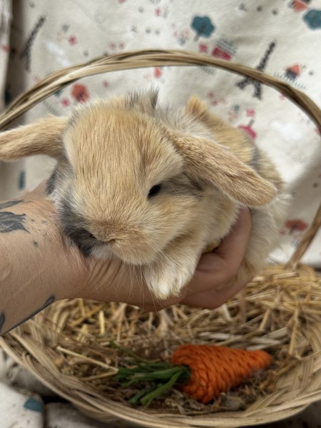 **Trained Mini Lop Bunny Rabbits & Care Package** Carousel 1