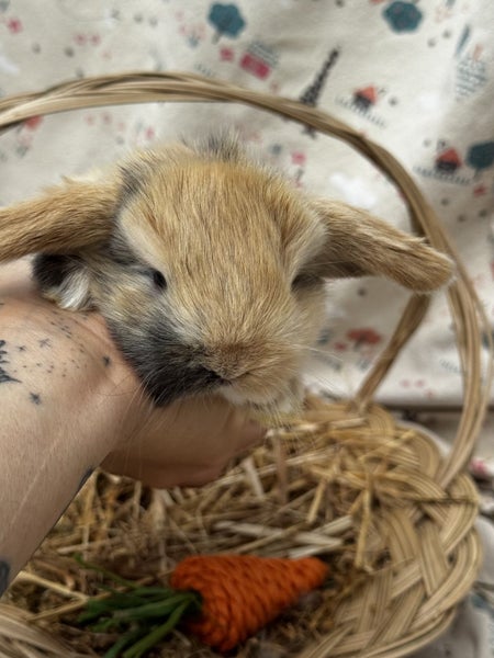 **Trained Mini Lop Bunny Rabbits & Care Package** Carousel 2