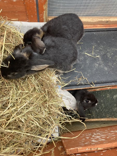 Adorable baby mini lops Carousel 7