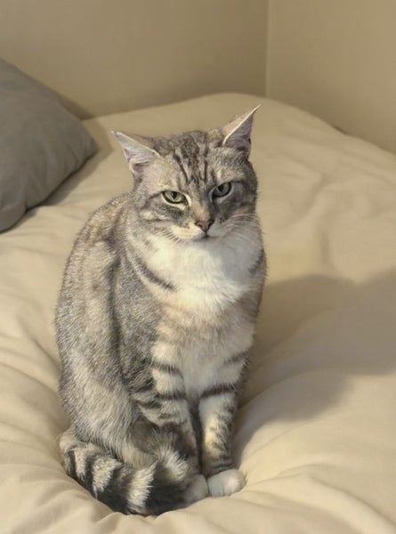 Missing Cat - Reward Carousel 1