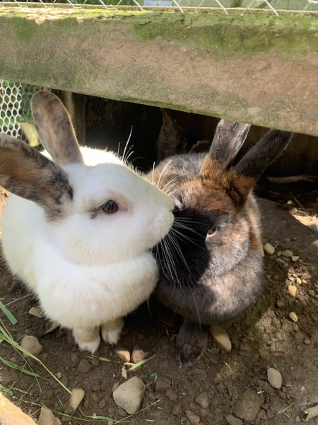 2 female Angora Mini Lop X rabbits Carousel 1