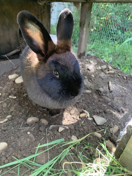 2 female Angora Mini Lop X rabbits Carousel 2
