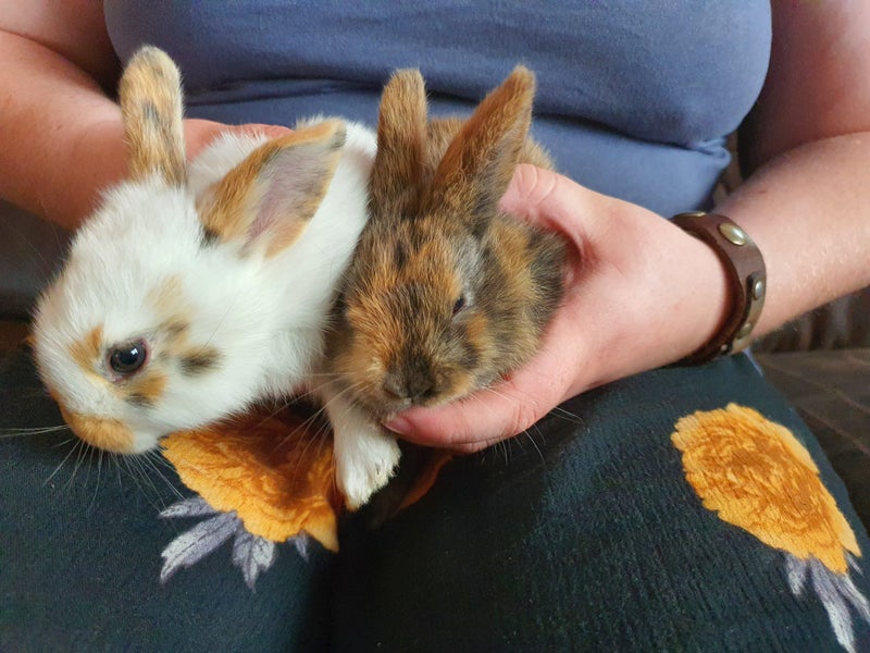 Cute baby rabbits - Standard Rex cross Flemish Giant Carousel 1