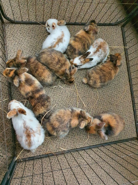 Cute baby rabbits - Standard Rex cross Flemish Giant Carousel 18