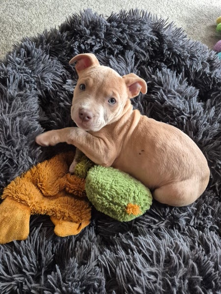 Cooper (Ellie's Canine Rescue & Rehome) Carousel 7