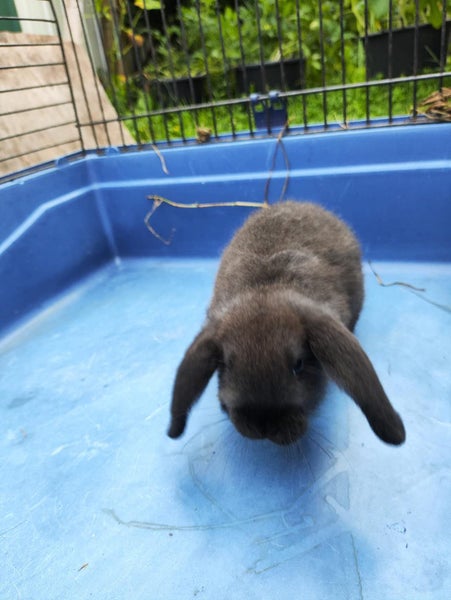 Pure Bred mini Lops bunnies Carousel 2