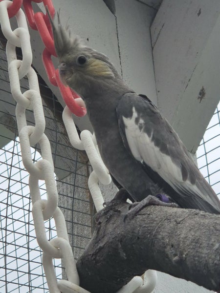 Cockatiels ready for homes and handrearing Carousel 5