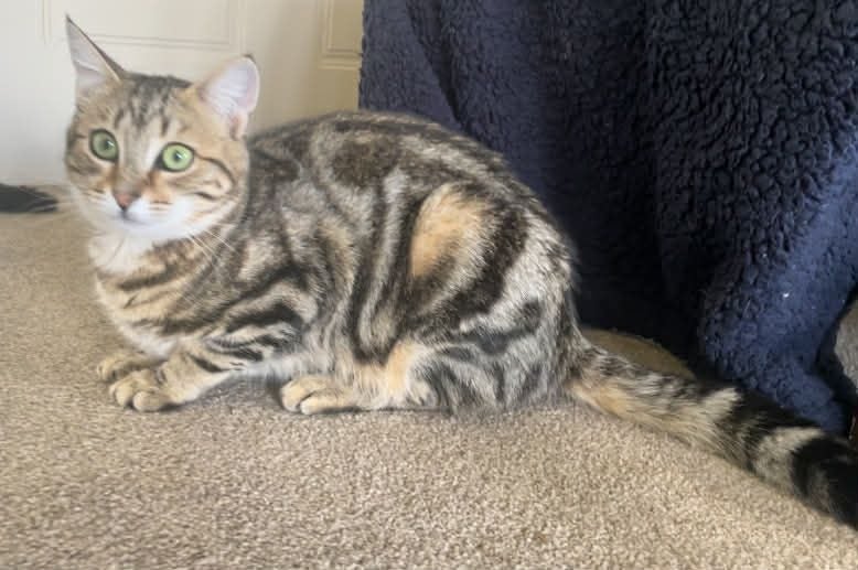 Inspire 1 yr female - Cat Care Loburn Carousel 1