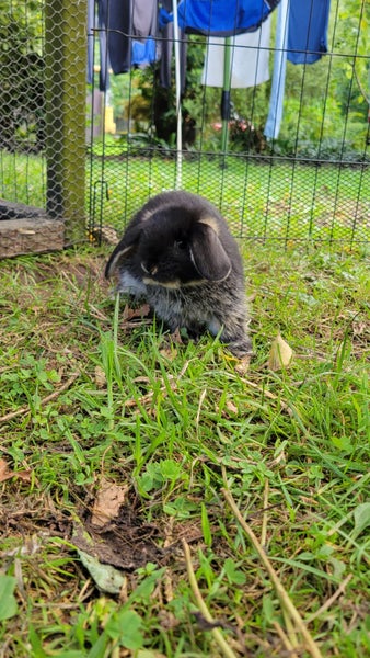 Beautiful mini lop babies Carousel 18