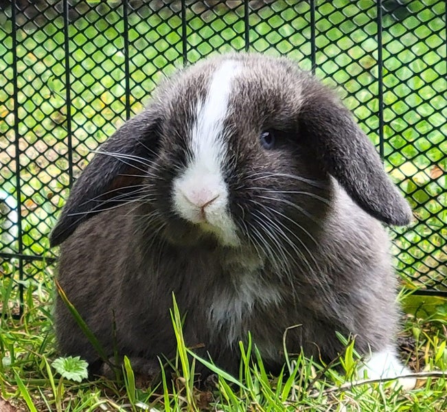 Beautiful mini lop babies Carousel 1