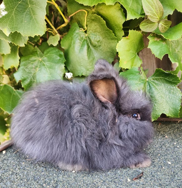 Purebred English angora Carousel 1