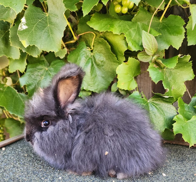 Purebred English angora Carousel 2