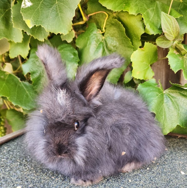 Purebred English angora Carousel 3