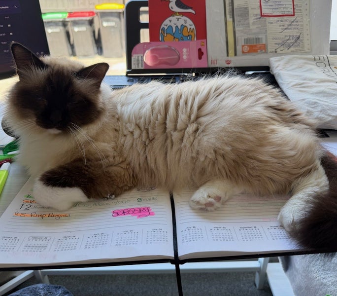 Kitty Kingdom - BERNIE Carousel 1